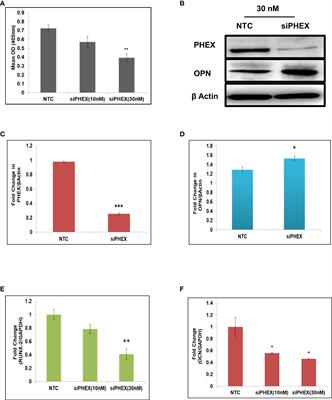 MiR-539-3p impairs osteogenesis by suppressing Wnt interaction with LRP-6 co-receptor and subsequent inhibition of Akap-3 signaling pathway